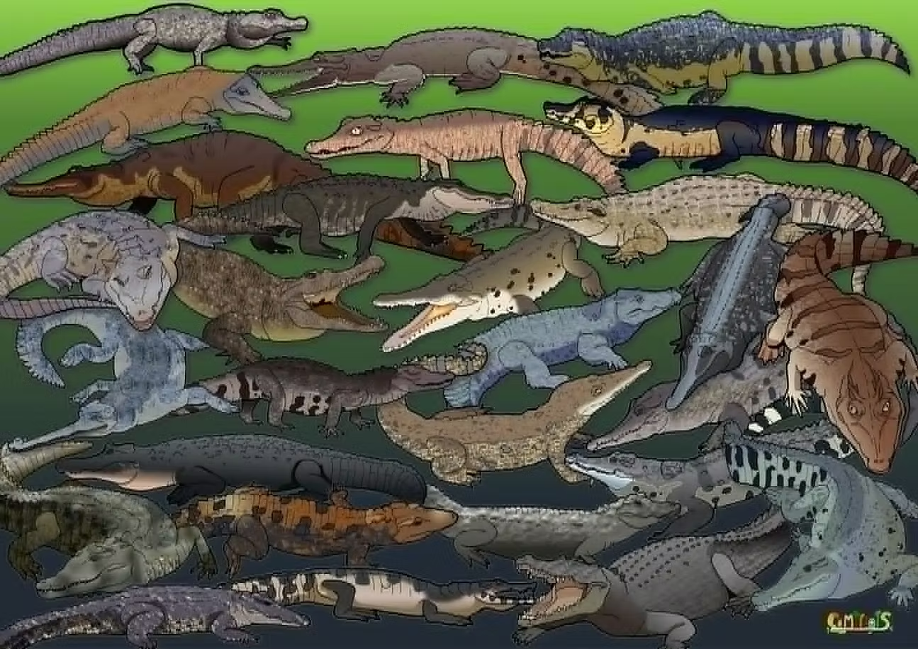 Caminals colour illustration plate of all 28 living crocodilian species