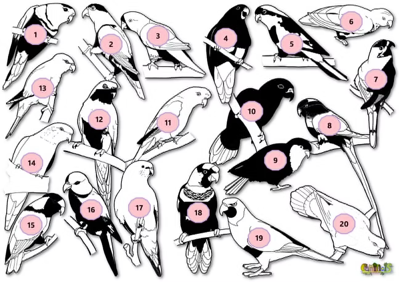 Black and white numbered identification key showing 20 lorikeet outlines