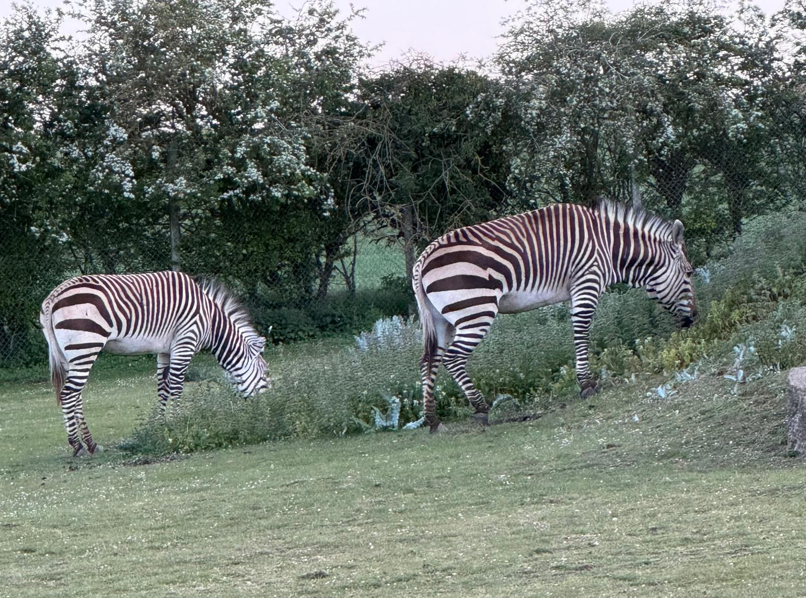 Evening Strolls with the Lions at Linton Zoo