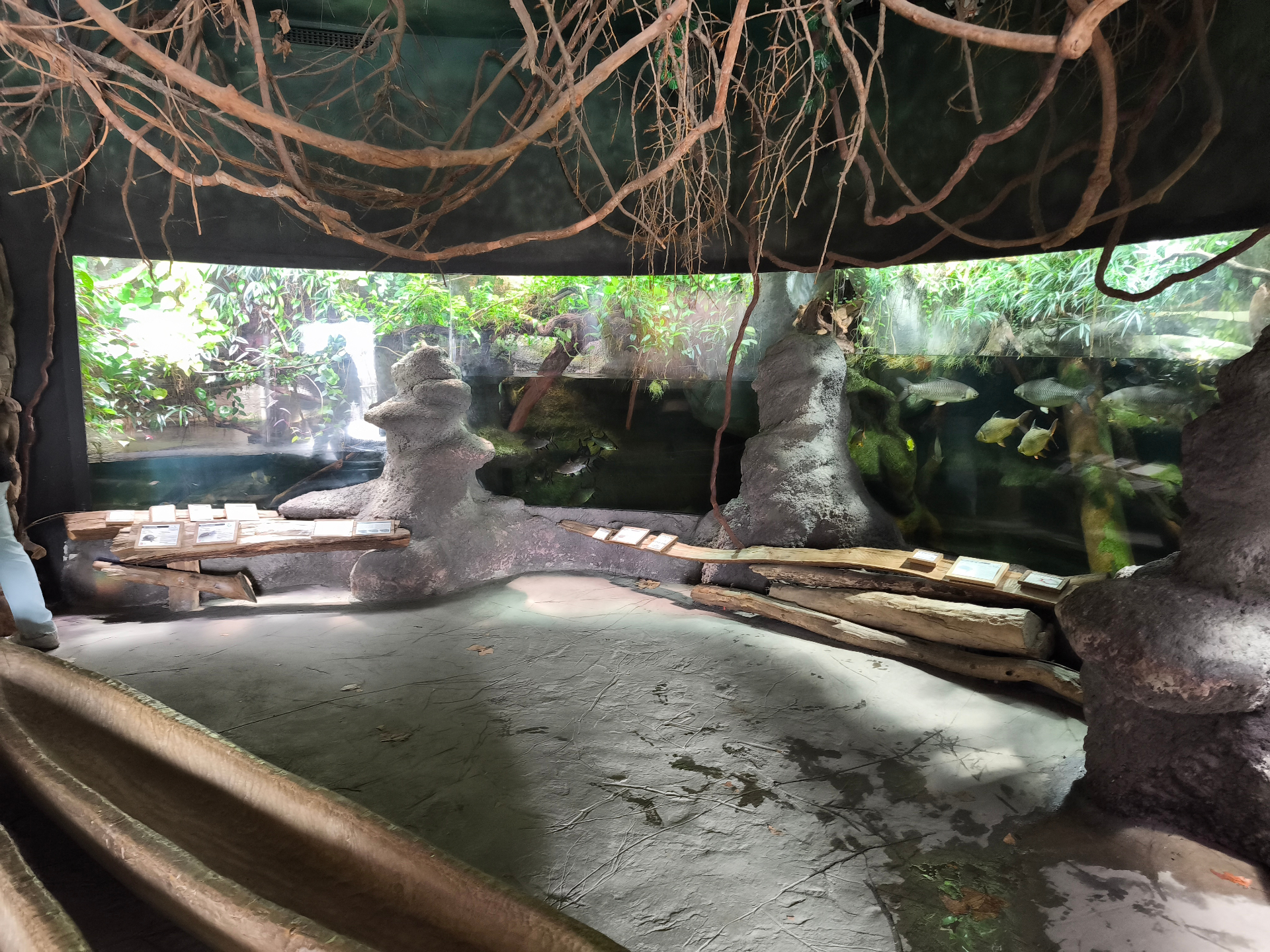 Happy Rainforest Day 2026
