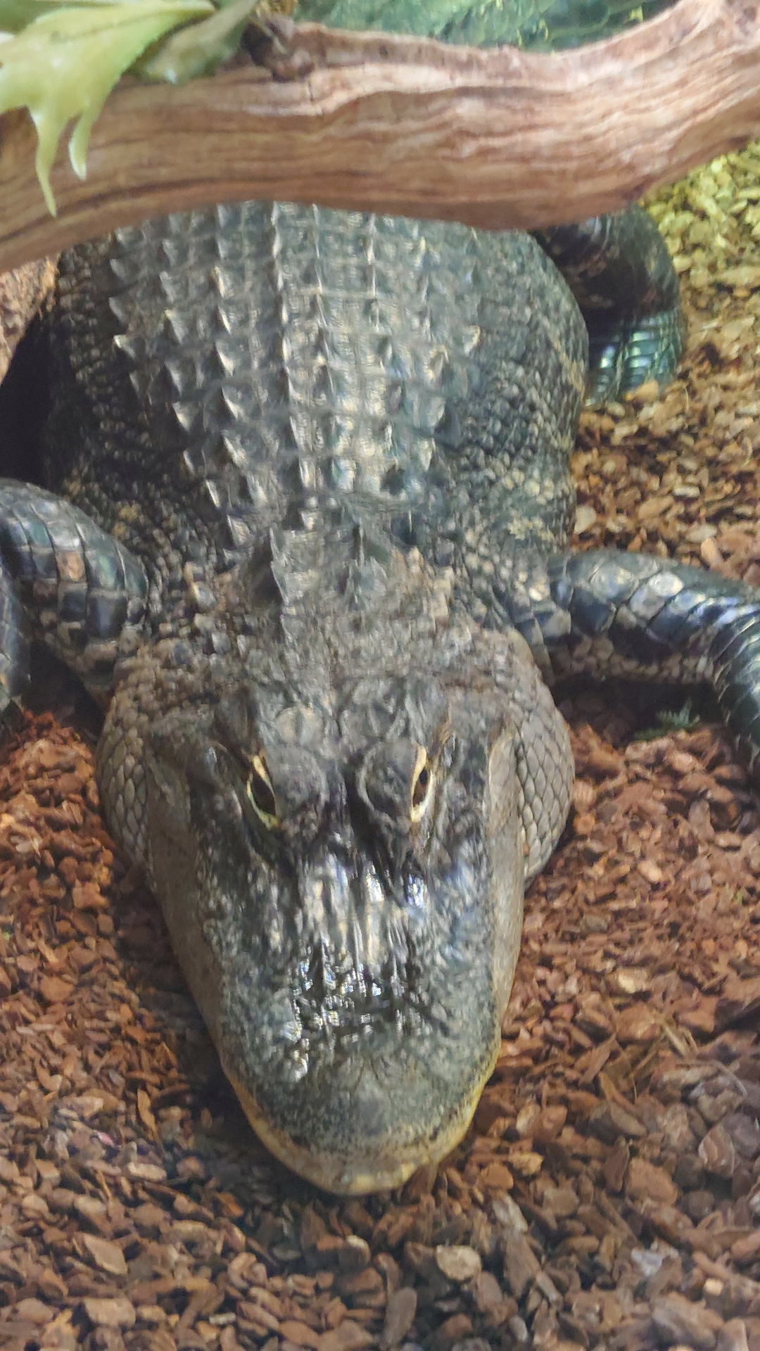 Crocodiles Rock: The Whole Family of Crocodilians