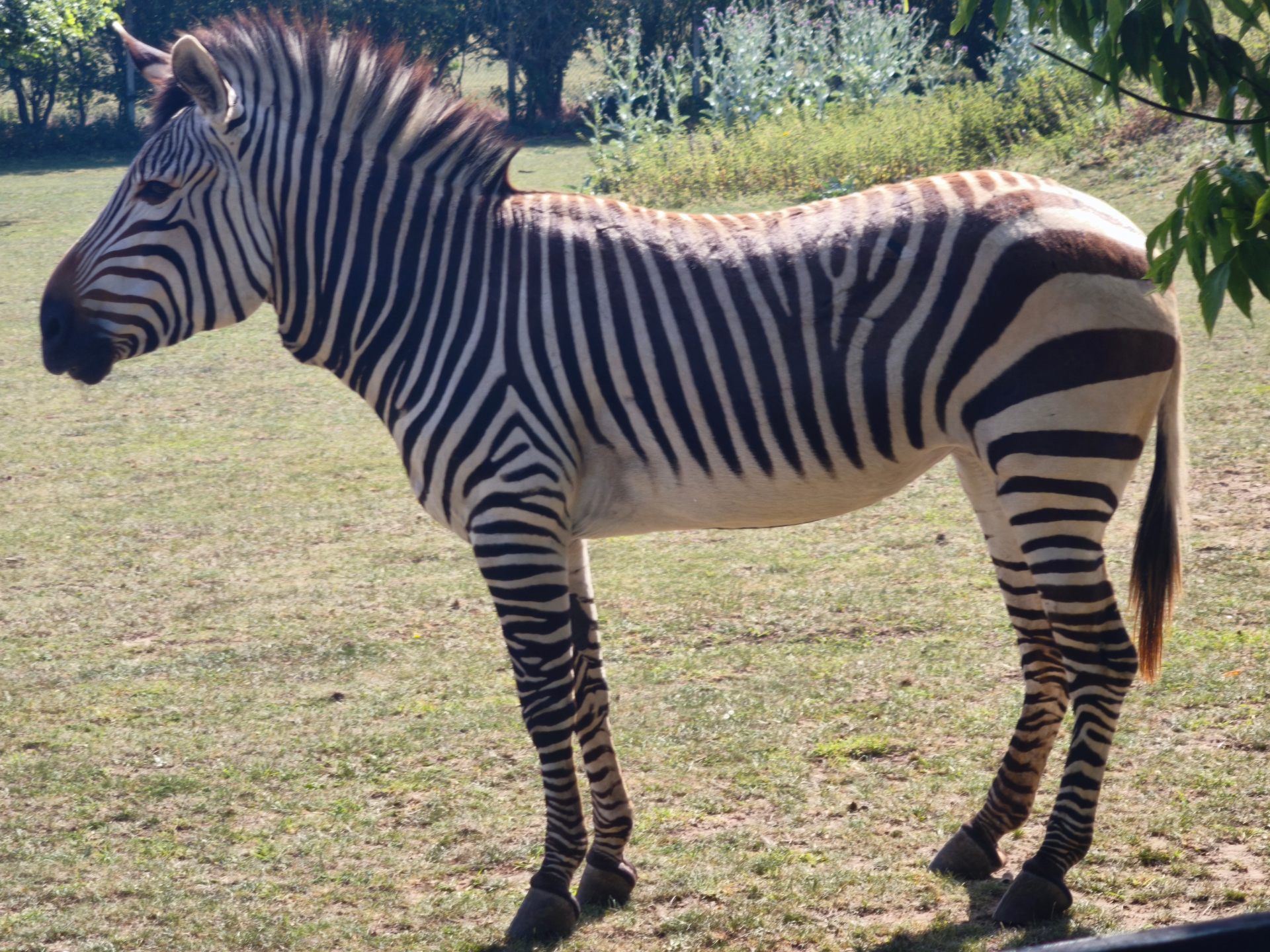 How Zoo Animals Beat the Heat on Sunny Days