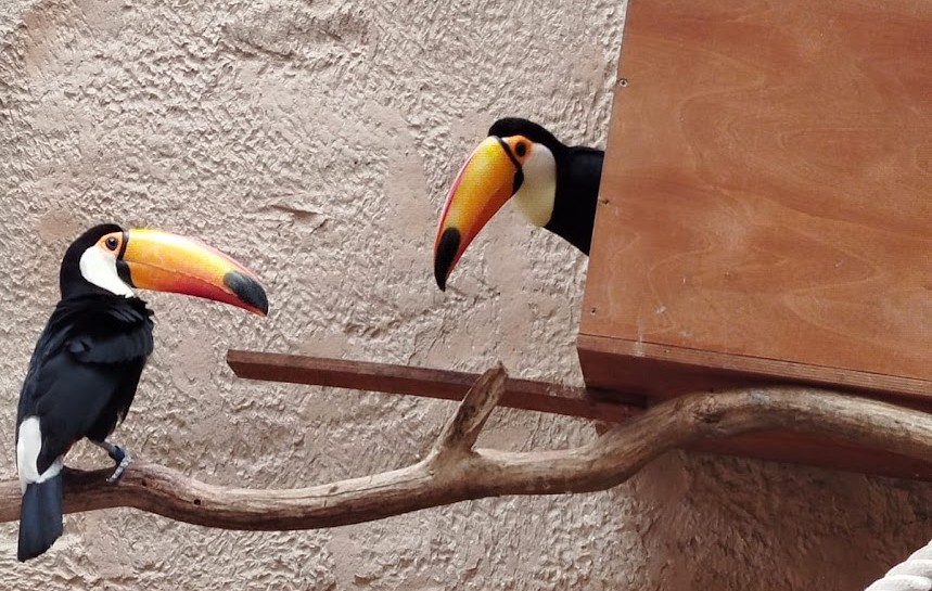 Unlocking Success with Expert Zoo Management Consultancy