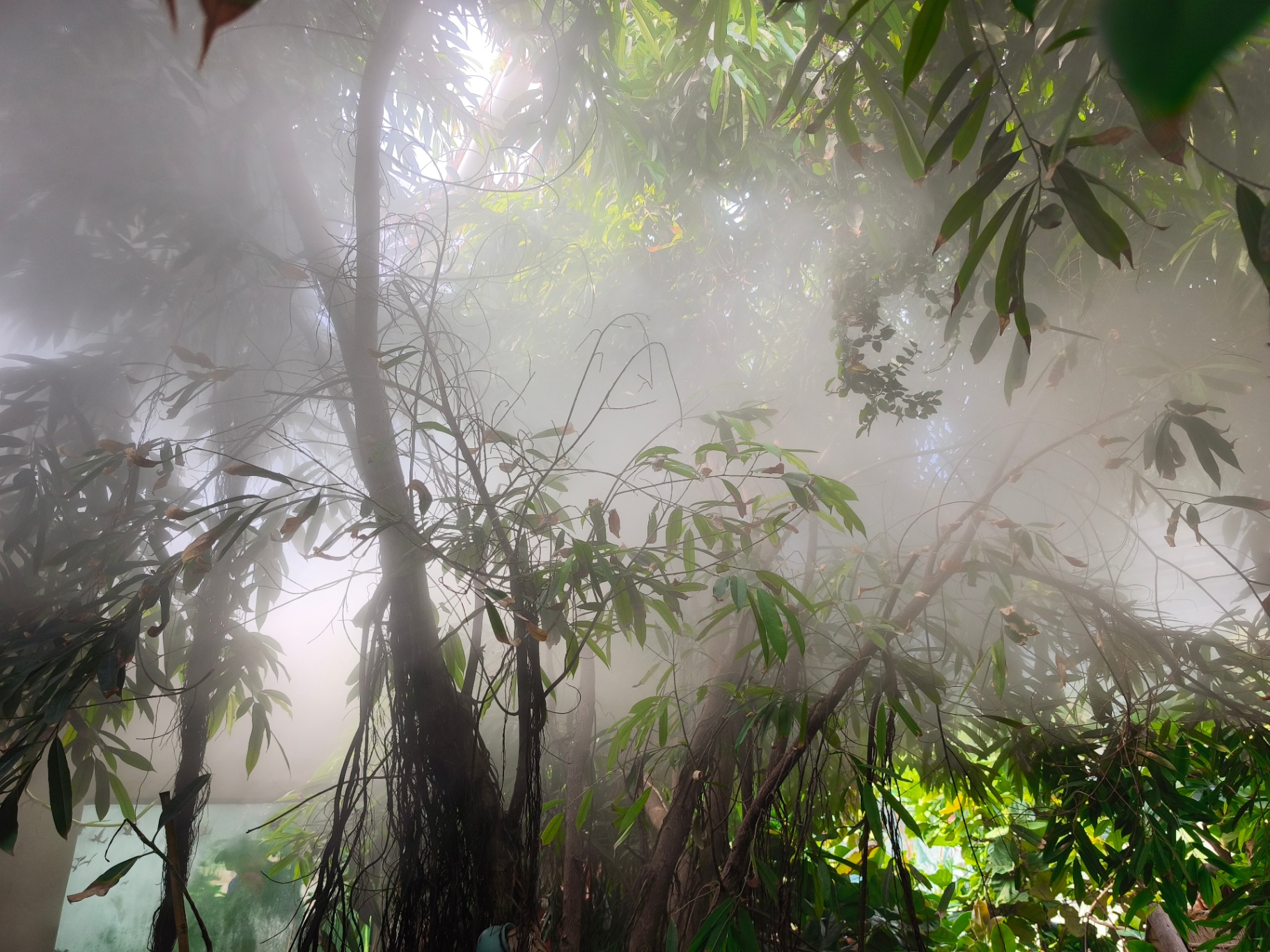 Misting system creating humidity in a tropical rainforest exhibit